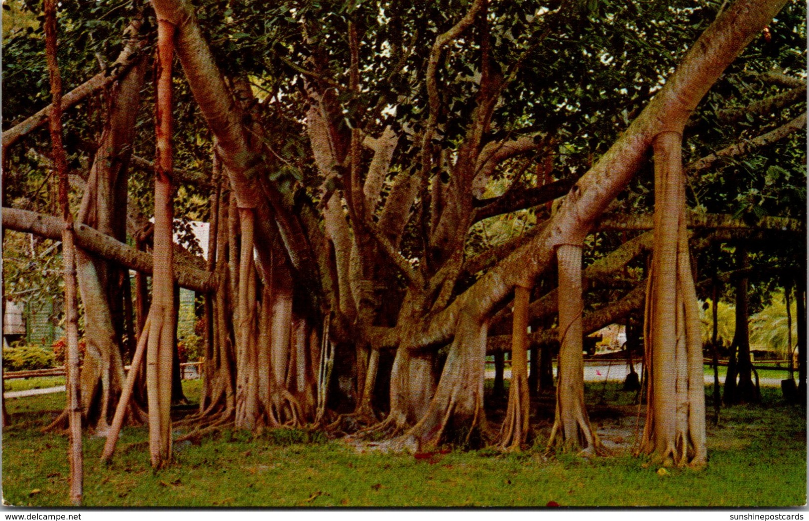 Hawaii Maui Giant Manyan Tree 175 Feet Spread - Maui