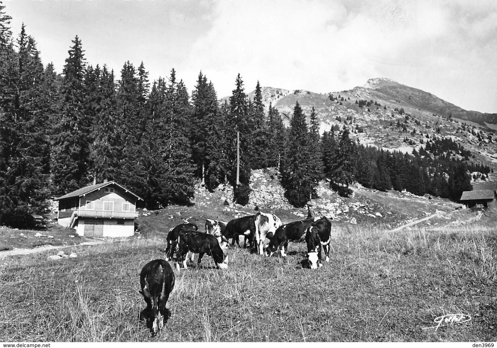 MIEUSSY - Les Pâturages Paisibles Du Sommand Sous Les Ombrages De La Haute Pointe - Vaches - Mieussy