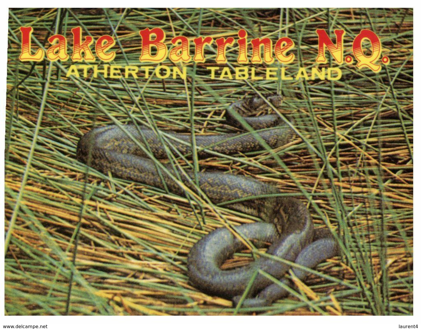 (N 20 A) Australia - QLD - Lake Barrine Python (snake) - Atherton Tablelands