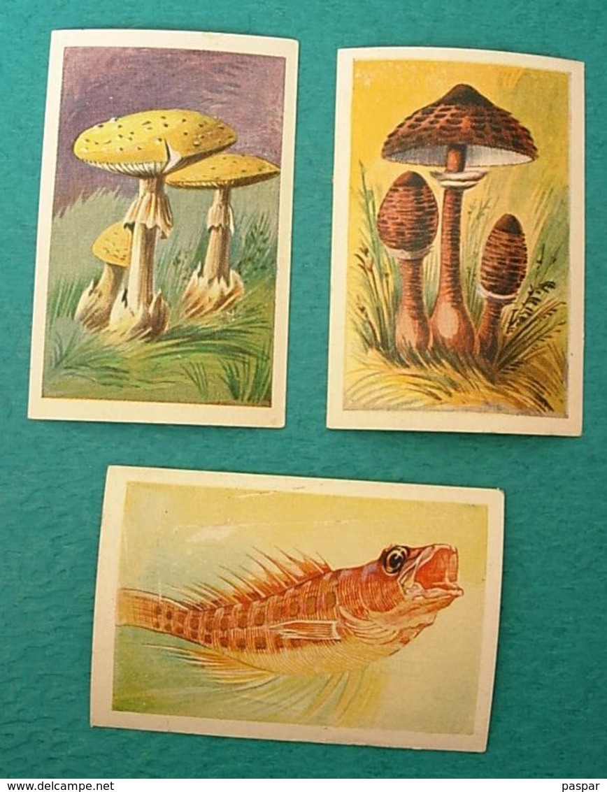 Lot De 3 Vignettes Images ROZAN Et Chien Qui Saute - Champignons - Poissons - Otros & Sin Clasificación