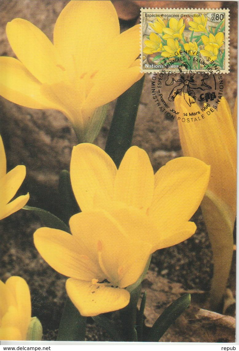 Nations Unies Genève Carte Maximum 1996 Sternbergia Lutea 310 - Tarjetas – Máxima