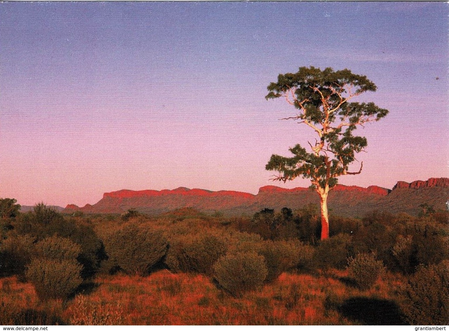 A Ghost Gum, MacDonnell Range, Northern Territory - With Message, 2011 - Non Classificati