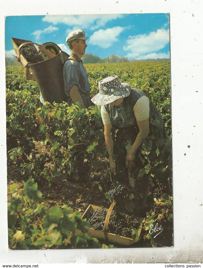 Cp, Agriculture ,vignes,vendanges , Cueillette Du Raisin Dans Le Panier Et Vidé Dans La Comporte , Voyagée 1973 - Viñedos