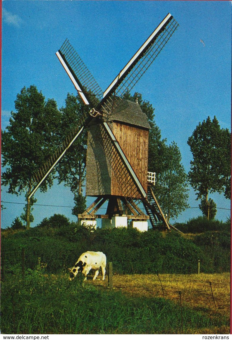 Windmolen Lembeke Westermolen Kaprijke Windmill Moulin A Vent 1984 (In Zeer Goede Staat) - Kaprijke