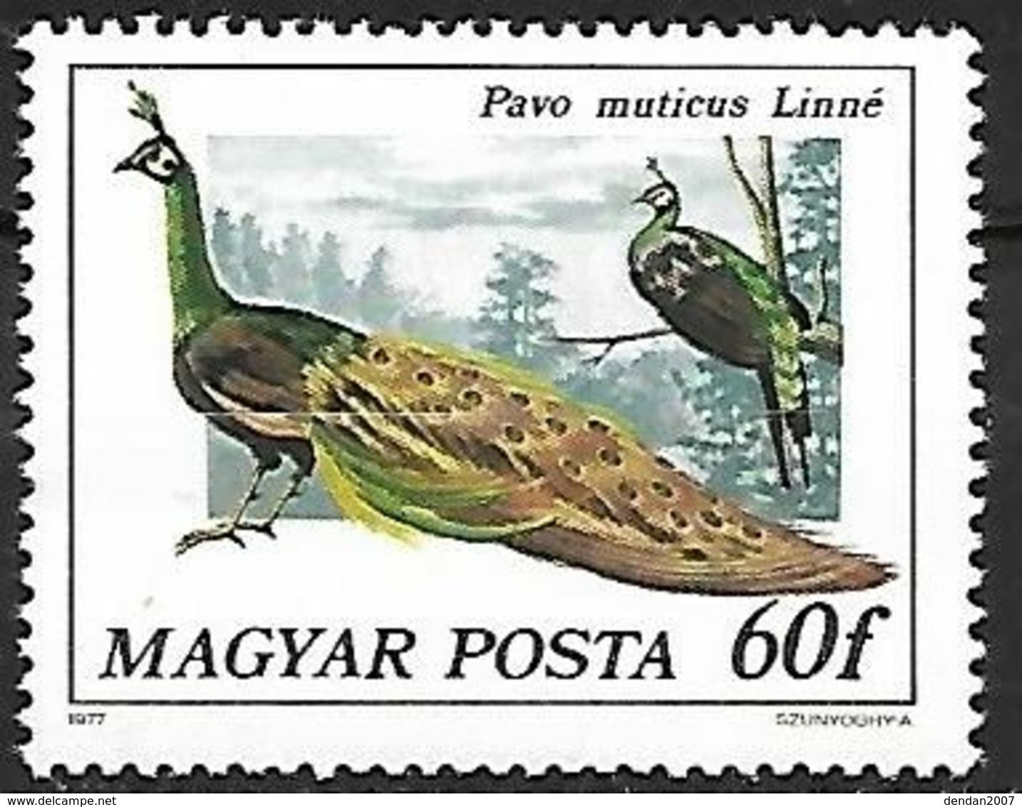 Hungary - MNH ** 1977 :     Green Peafowl   - Pavo Muticus - Paons