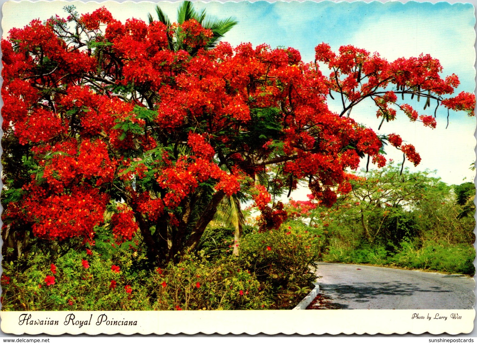 Hawaii Beautiful Hawaiian Royal Poinciana Tree In Full Bloom - Oahu