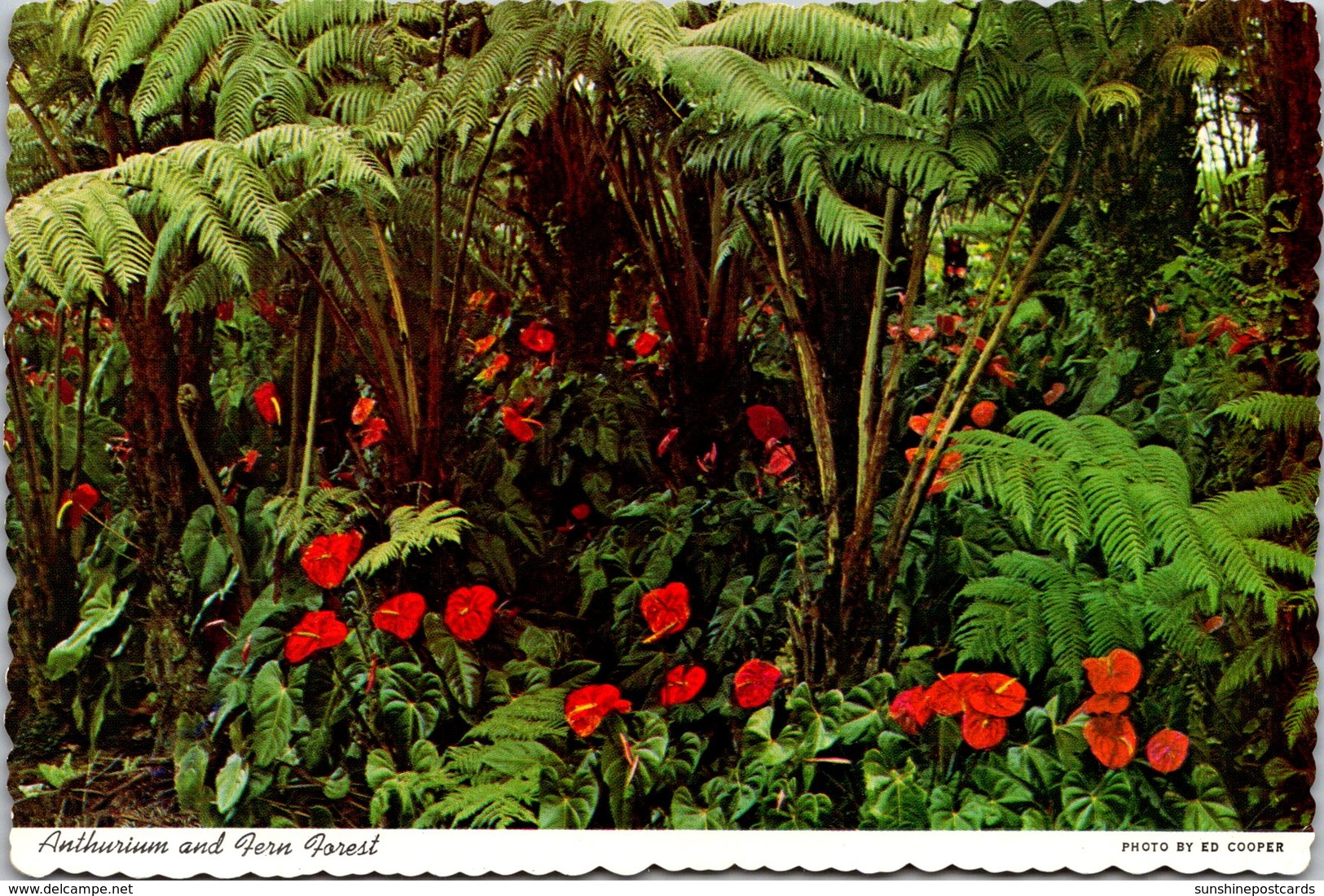 Hawaii Big Island Anthurium And Fern Forest - Big Island Of Hawaii