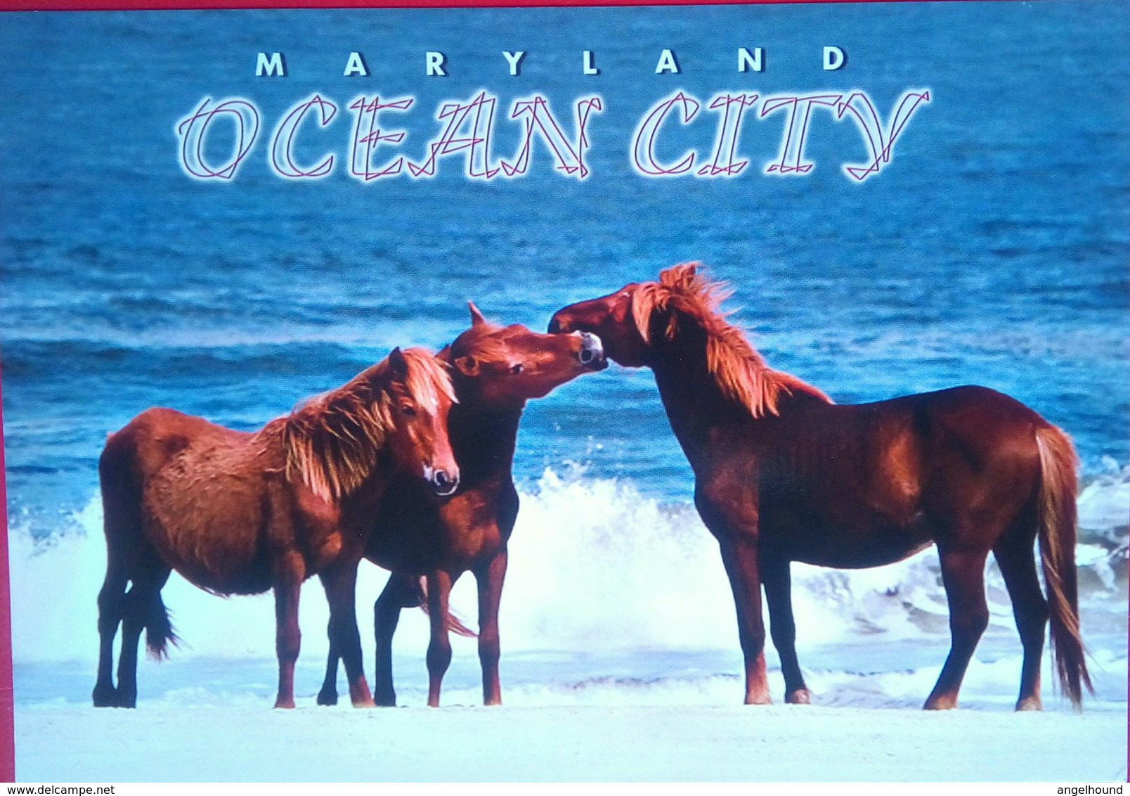 Ocean City, MD. Horse - Ocean City