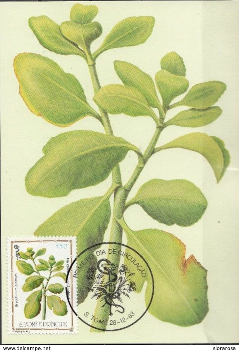 716 S. Tomé E Principe 1983 Medicinal Plants Maximum Card Bryophillum Pinatum Piante Medicinali Maxi - Plantas Medicinales