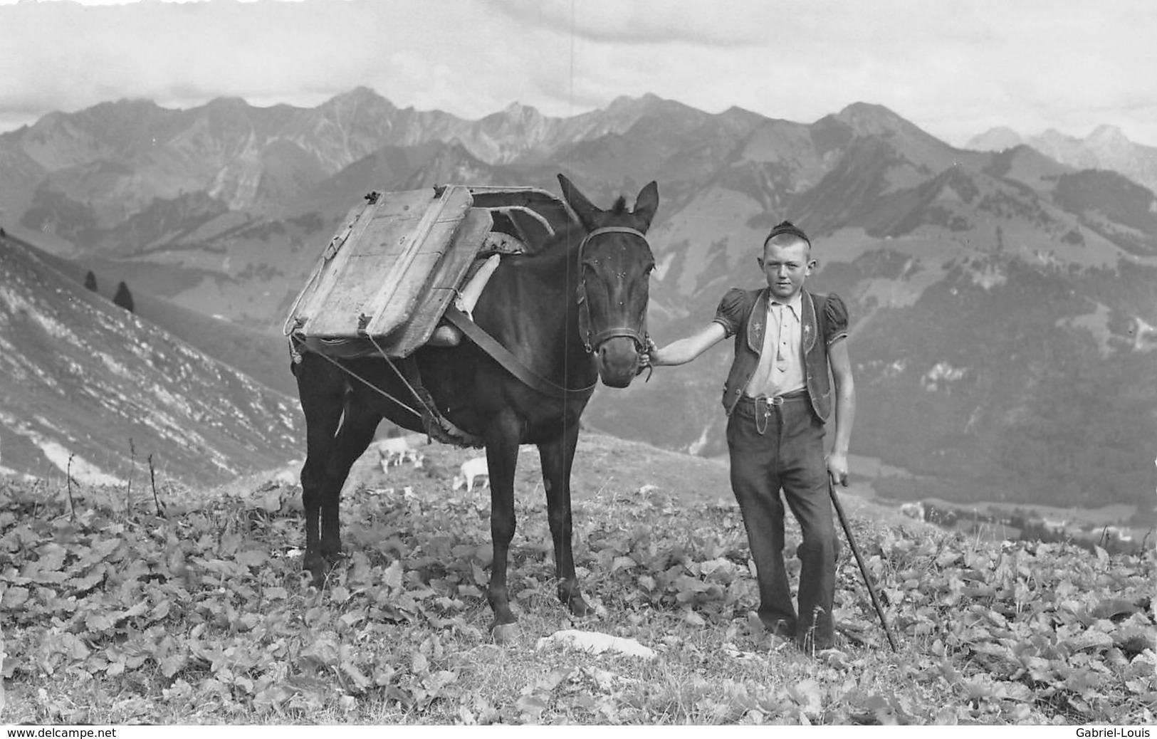 En Gruyère - Muletier - Transport De Fromage à Dos De Mulet - Vacher - Alpage - Région Allièrers - Glasson Bulle - Bulle