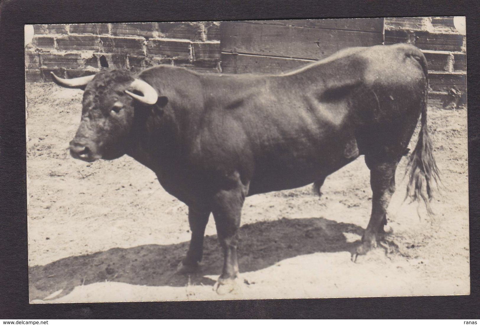 CPA Pyrénées Orientales 66 Perpignan Taureau Corrida Tauromachie Carte Photo Non Circulé Voir Scan Du Dos - Perpignan