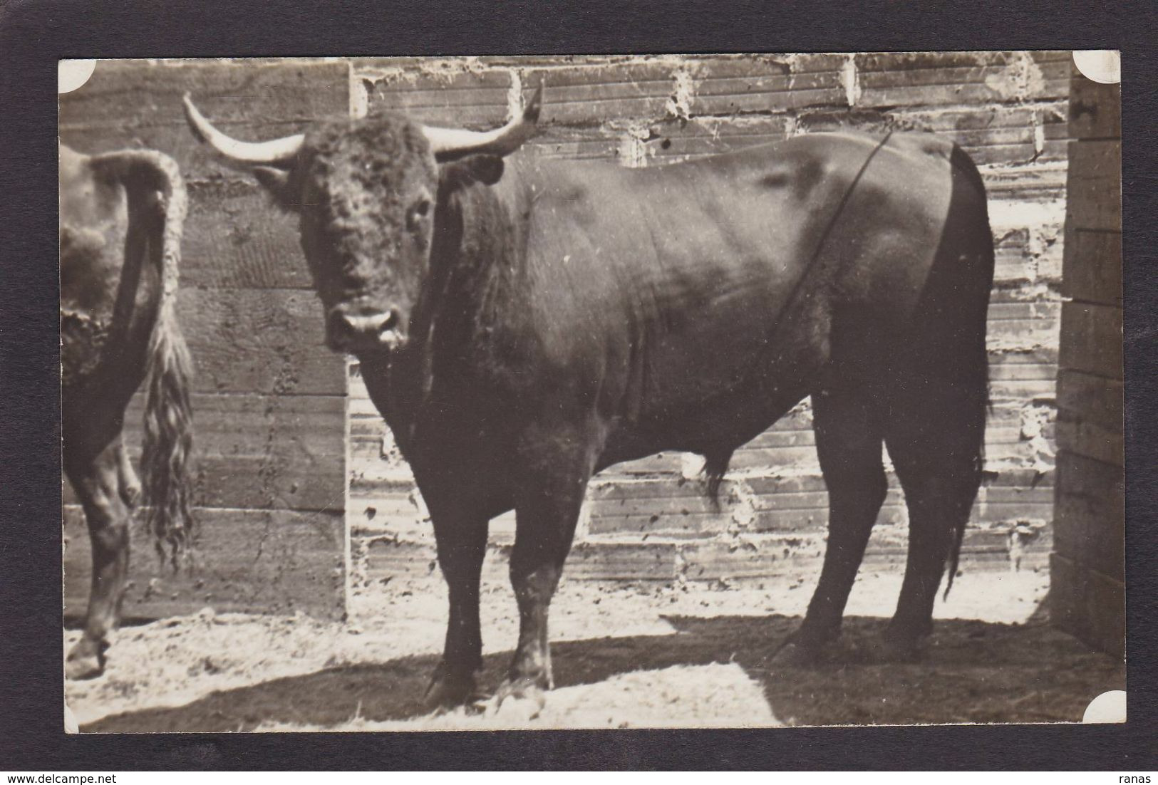 CPA Pyrénées Orientales 66 Perpignan Taureau Corrida Tauromachie Carte Photo Non Circulé Voir Scan Du Dos - Perpignan