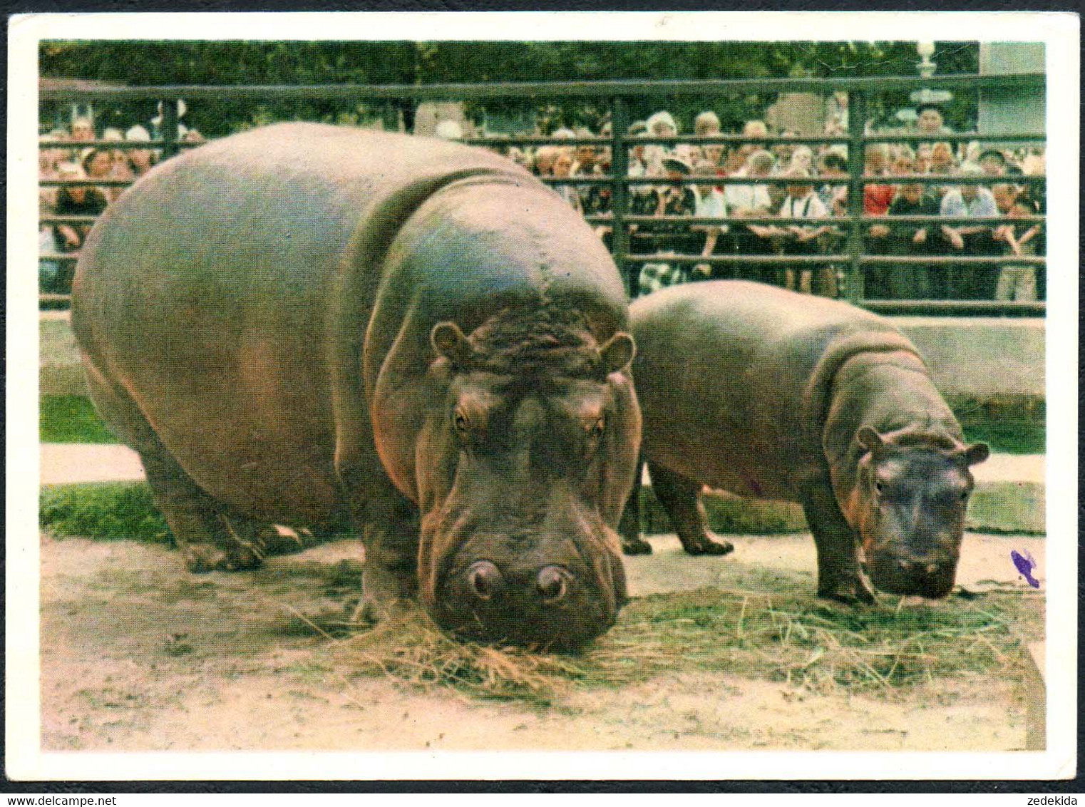 E0617 - Nilpferd - Russische Postkarte - Rhinocéros