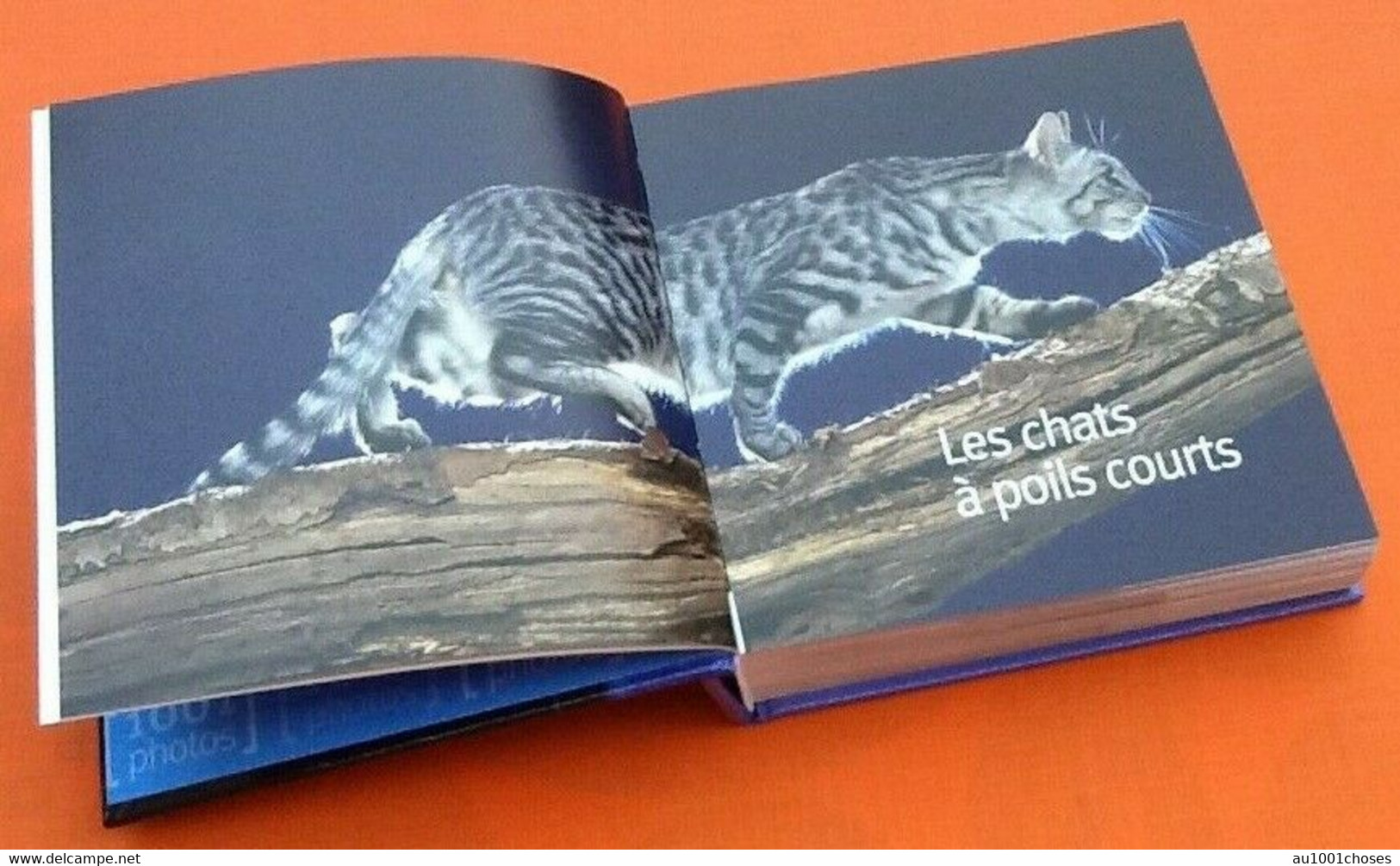 Les Chats  1001 photos  (2006)    463 pages Editions Solar