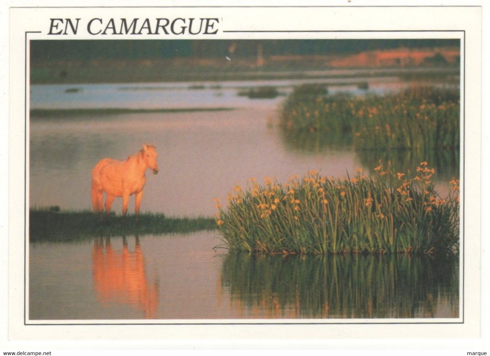 Cpm En CAMARGUE - Provence-Alpes-Côte D'Azur