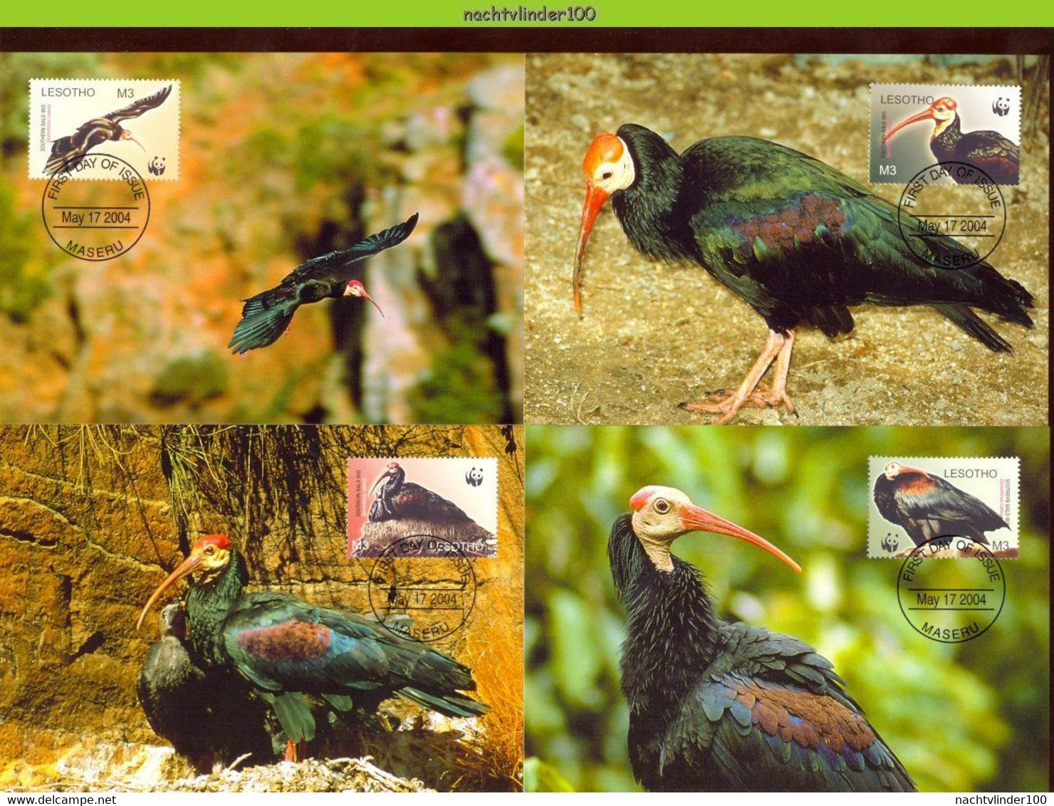 Ngb340mb WWF FAUNA VOGELS BIRDS BALD IBIS VÖGEL AVES OISEAUX LESOTHO 2004 MAX # - Tarjetas – Máxima