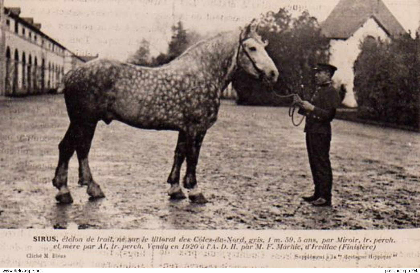 S38-011 Sirus, étalon De Trait - M. F. Marhic D'Irvillac - Supplément à La Bretagne Hippique - Horses