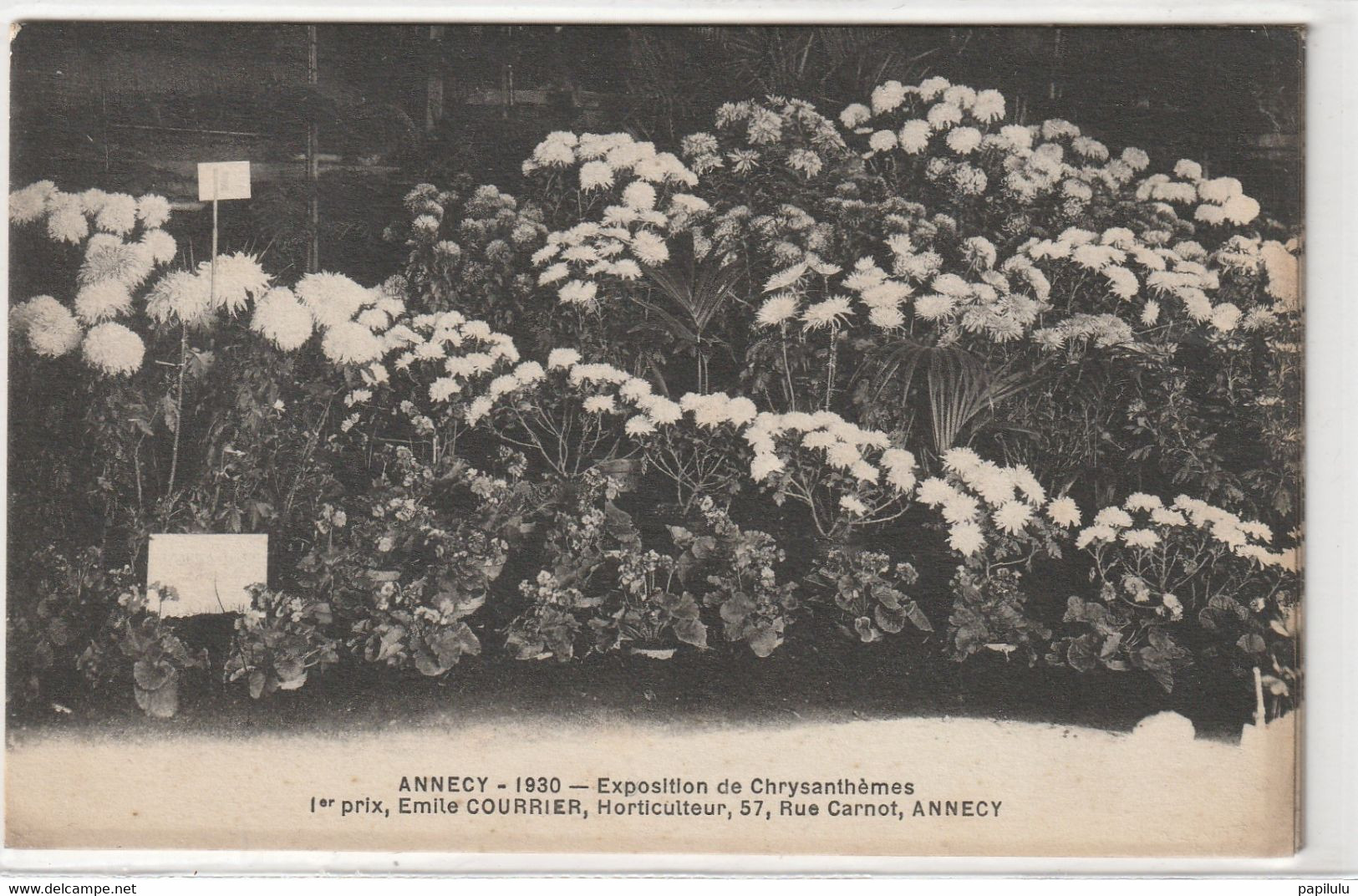 DEPT 74 : Photo Pierre Fort Annecy : Annecy 1930 Exposition De Chrysanthèmes 1er Prix , Emile Courrier Horticulteur 57 - Annecy