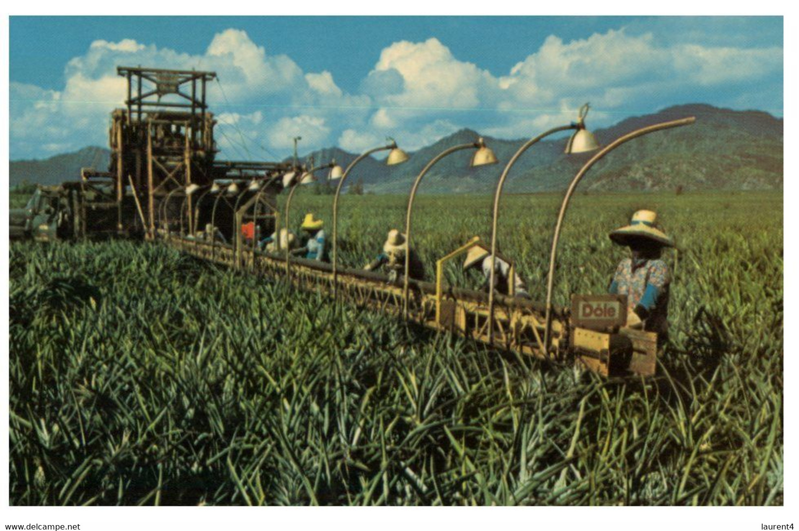 (O 23) USA - Pineapple Harvesting In Hawaii / USA - E Hōʻiliʻili ʻana I Ka Pineapple Ma Hawaii - Oahu