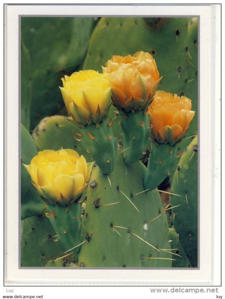 Kaktus-Blüte, Cactus Blossom - Englemann's Prickly Pear, Tapeats Creek, Large Format  Cactus Cactaceae Kakteen - Sukkulenten