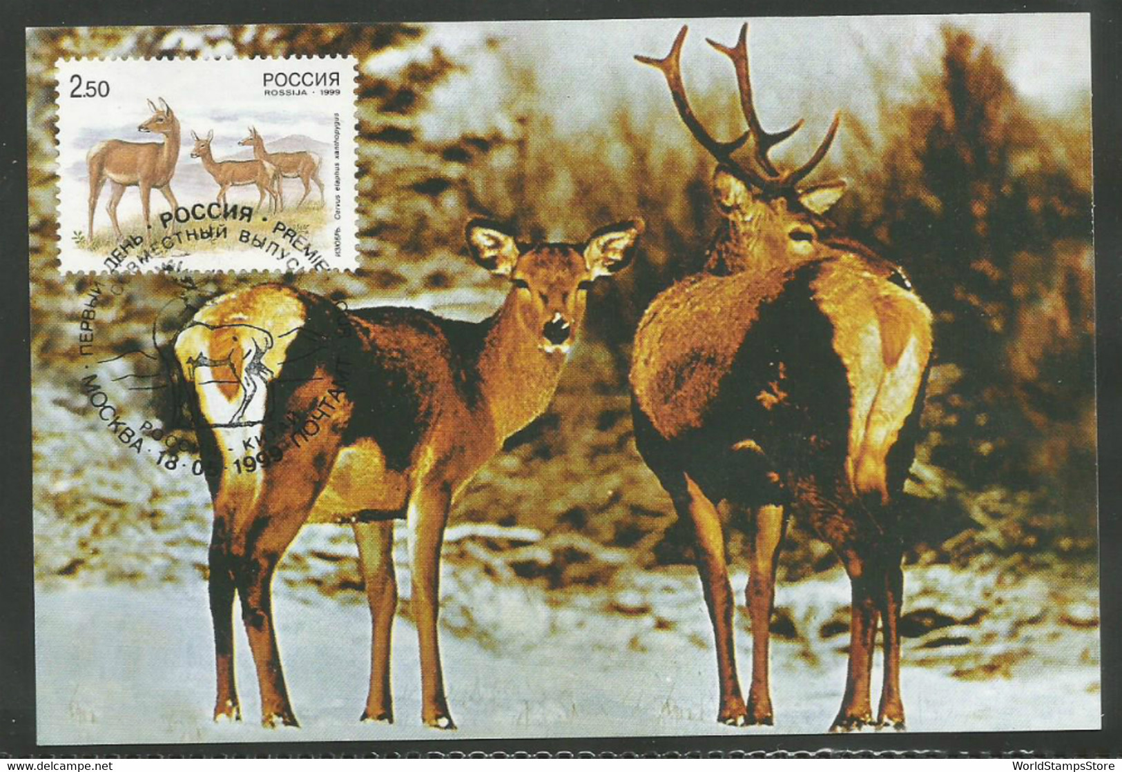 Russia 1999 Maximum Card: Deer. Joint Issue With China. - Cartoline Maximum