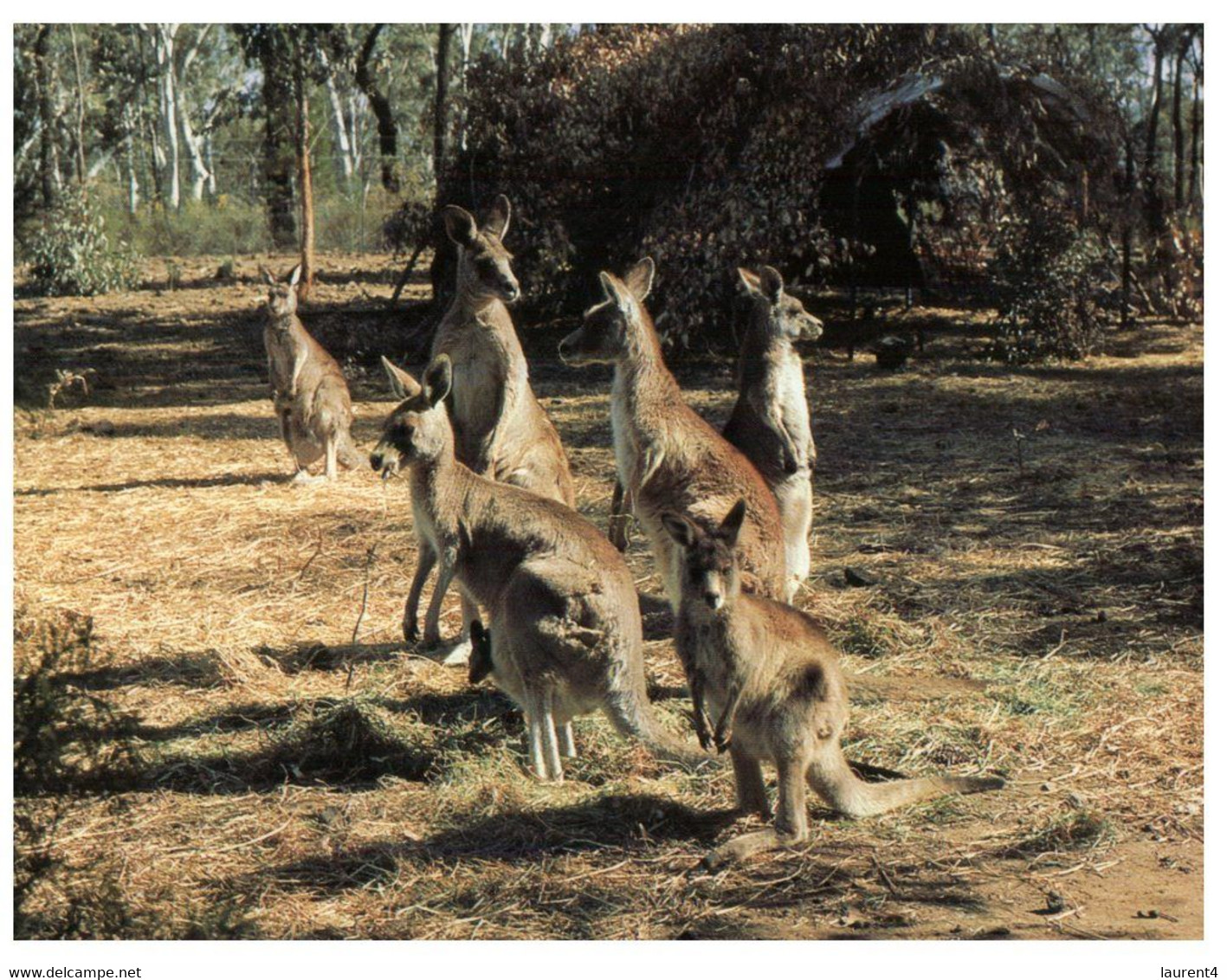 (P 3) Australia - Family Of Kangaroo In Warrunbungle NP (277) - Outback