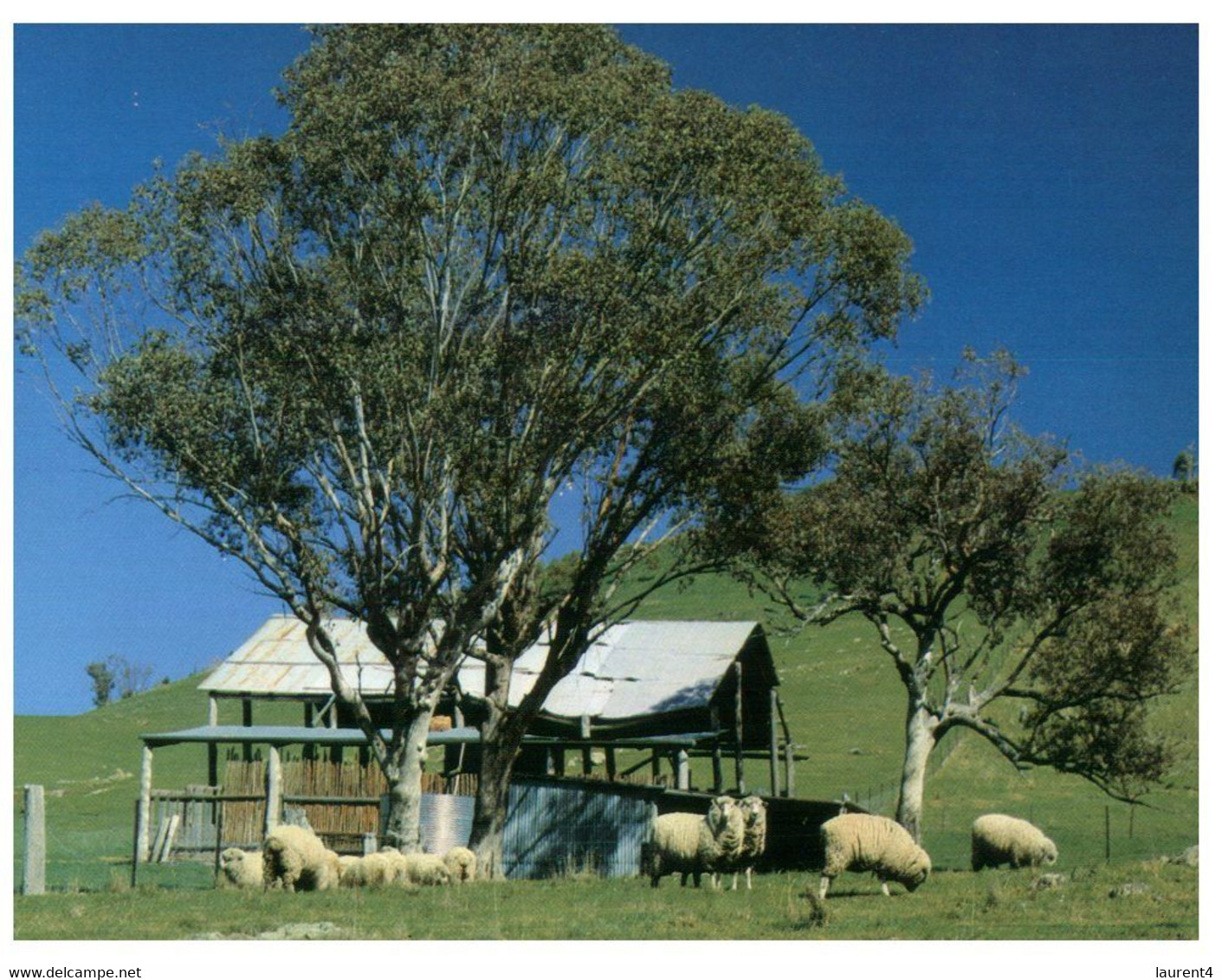 (P 3) Australia - Grazing Sheep (317) - Outback