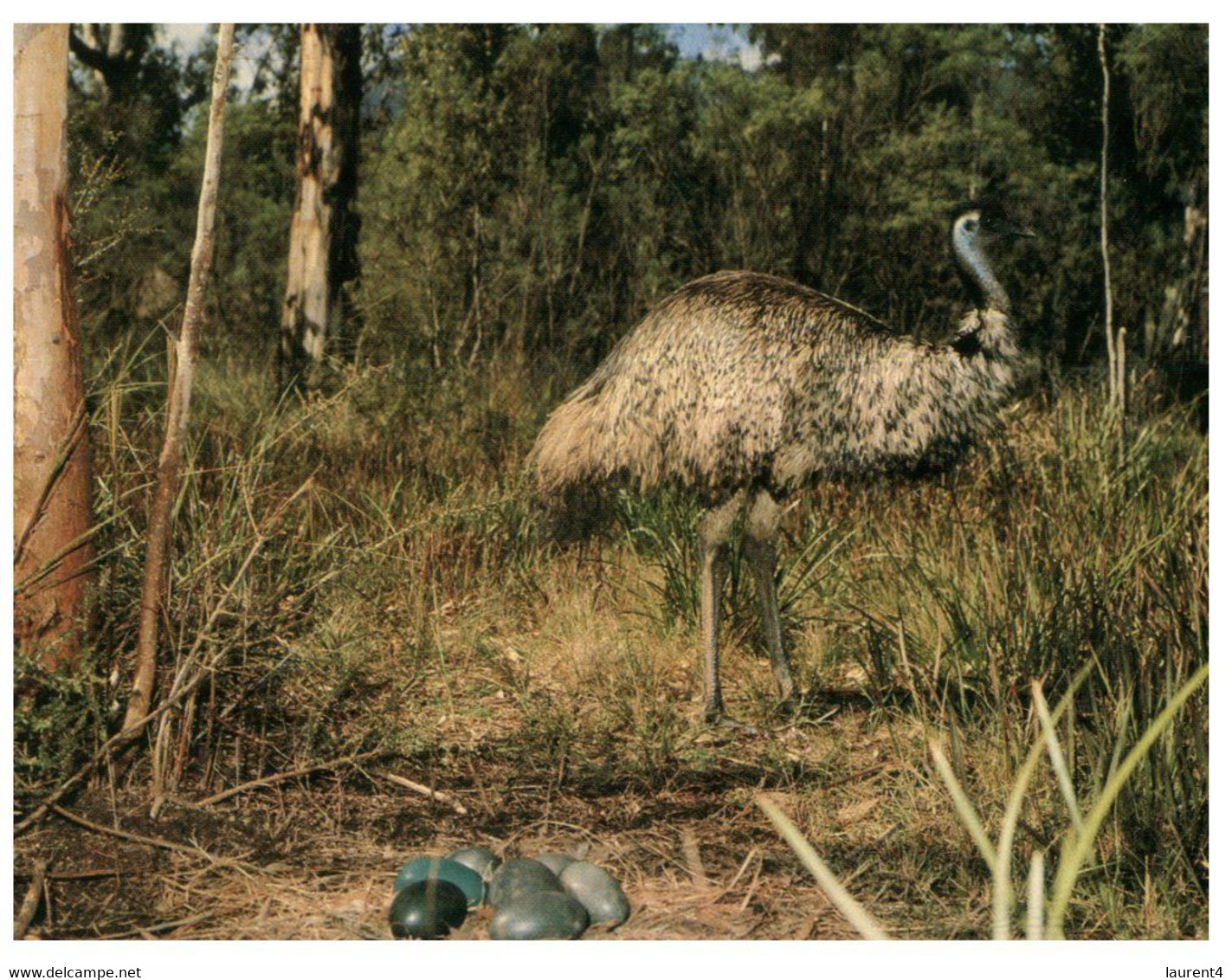 (P 3) Australia - Emu Bird & Eggs (315) - Outback