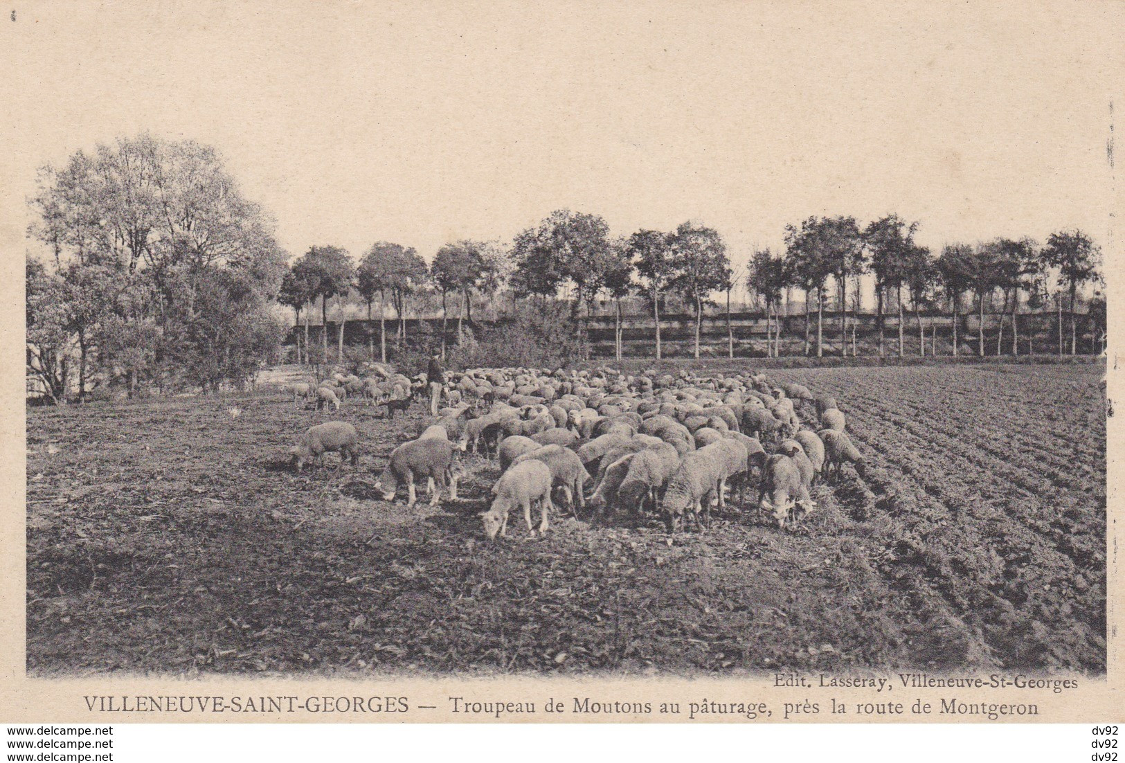 VAL DE MARNE VILLENEUVE SAINT GEORGES TROUPEAU DE MOUTONS AU PATURAGE ROUTE DE MONTGERON - Villeneuve Saint Georges