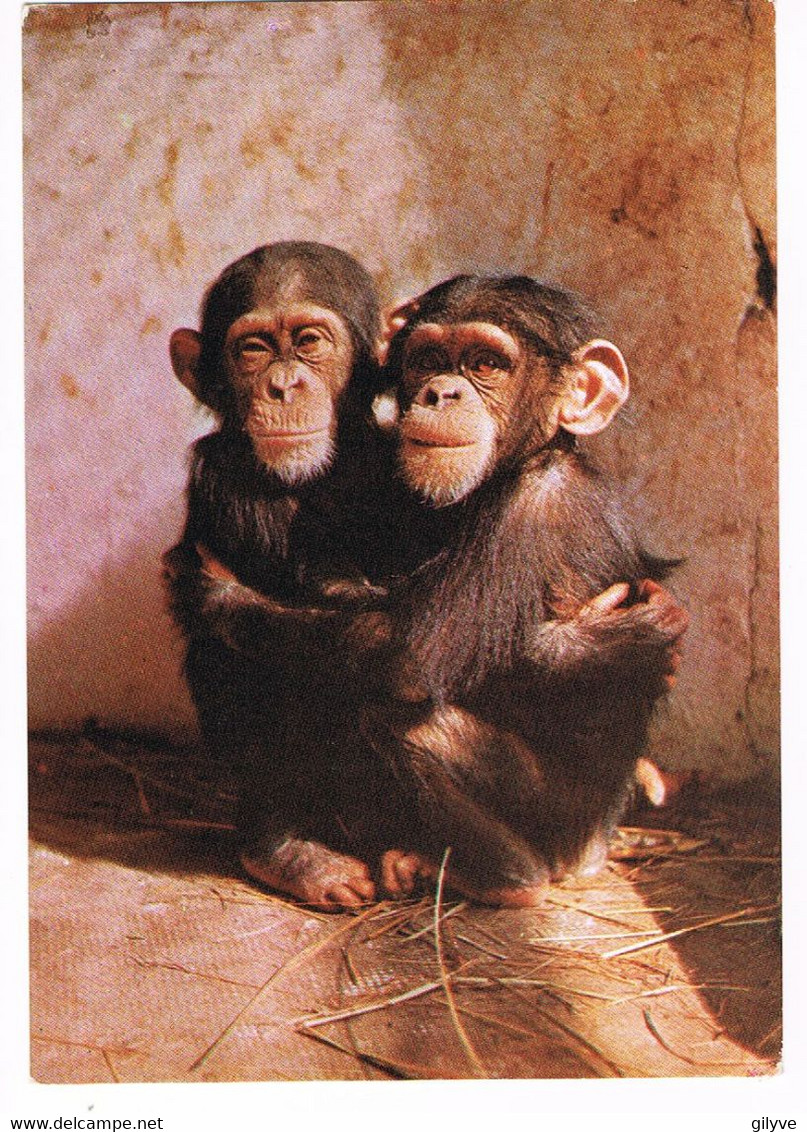 CPA. Rio Muni.   Maman Et Bébé Chimpanzés.    Pub Au Dos. (AA2.12) - Andere & Zonder Classificatie