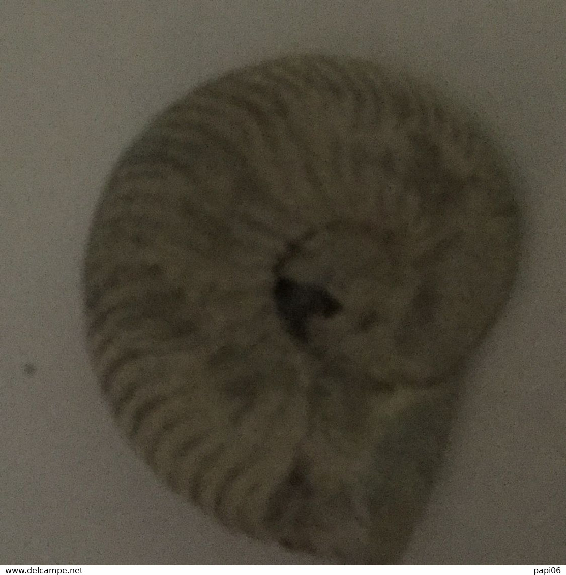 Ammonite Fossile - Fossils