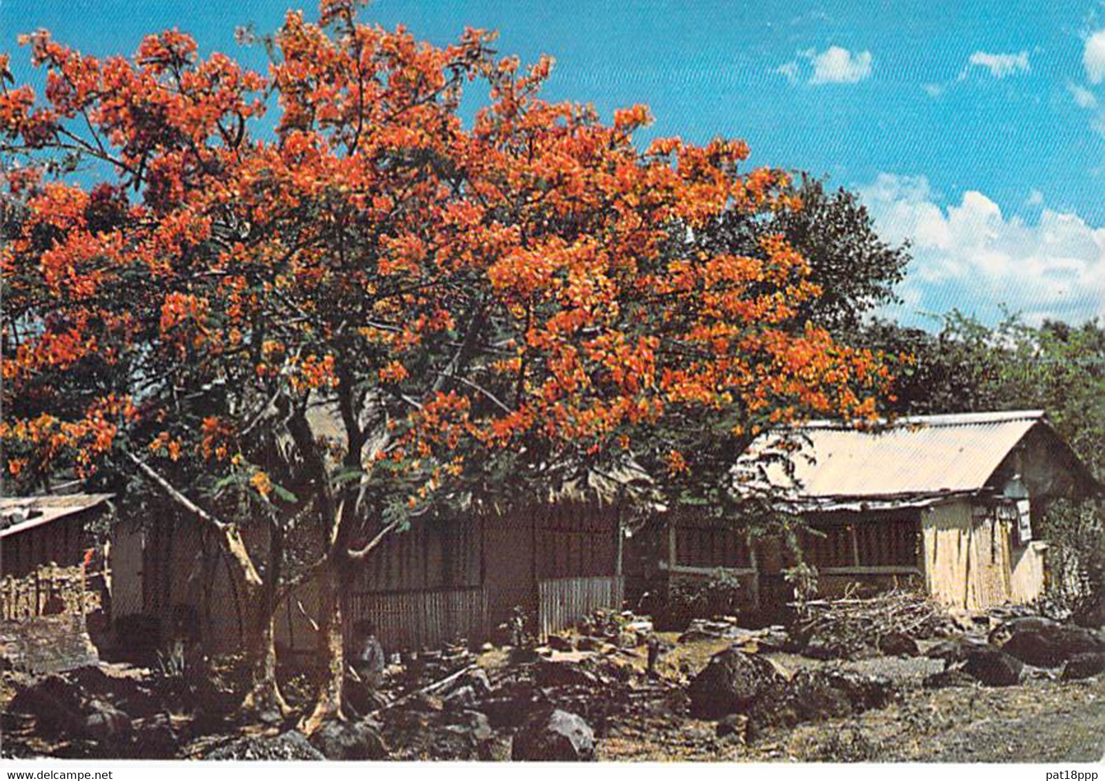 ** Lot De 5 Cartes ** ILE MAURICE Mauritius - Flamboyant Flame Tree Bome Boom Albero árbol - CPSM CPM GF Afrique Africa - Mauritius