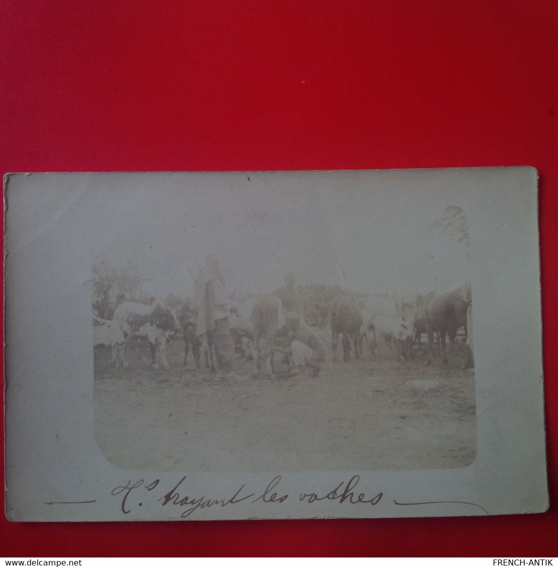 CARTE PHOTO MADAGASCAR TRAITE DES VACHES 1904 - Madagascar