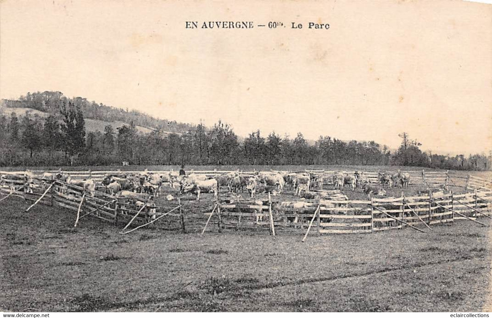 Non Localisé. Auvergne. Cantal       15    Bestiaux Au Parc      60 Bis   (Voir Scan) - Autres & Non Classés