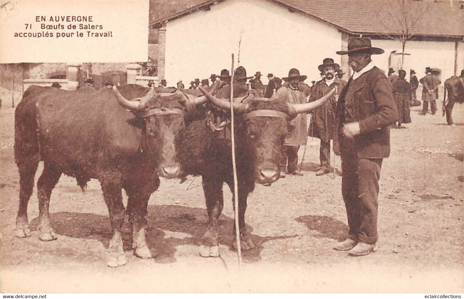 Aurillac        15       Bœufs De Salers Accouplés Pour Le Travail        (Voir Scan) - Aurillac