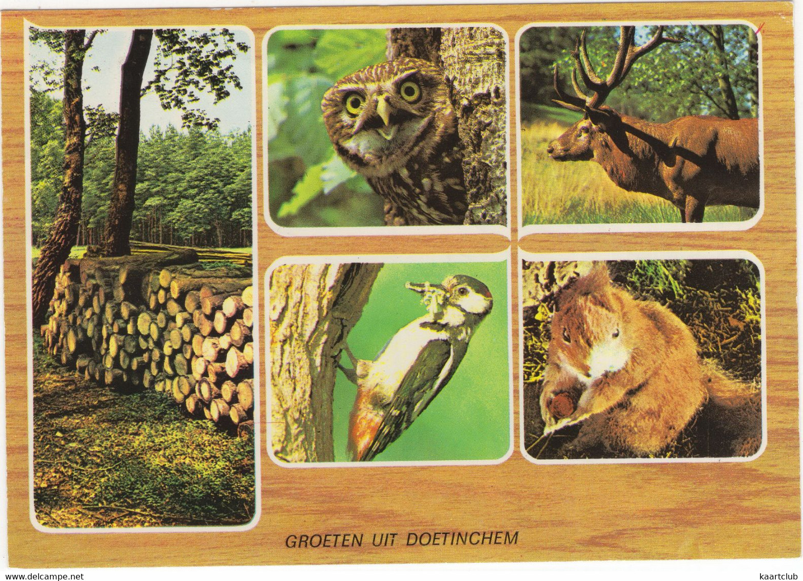 Groeten Uit Doetinchem - Dieren Uit Het Bos - Doetinchem