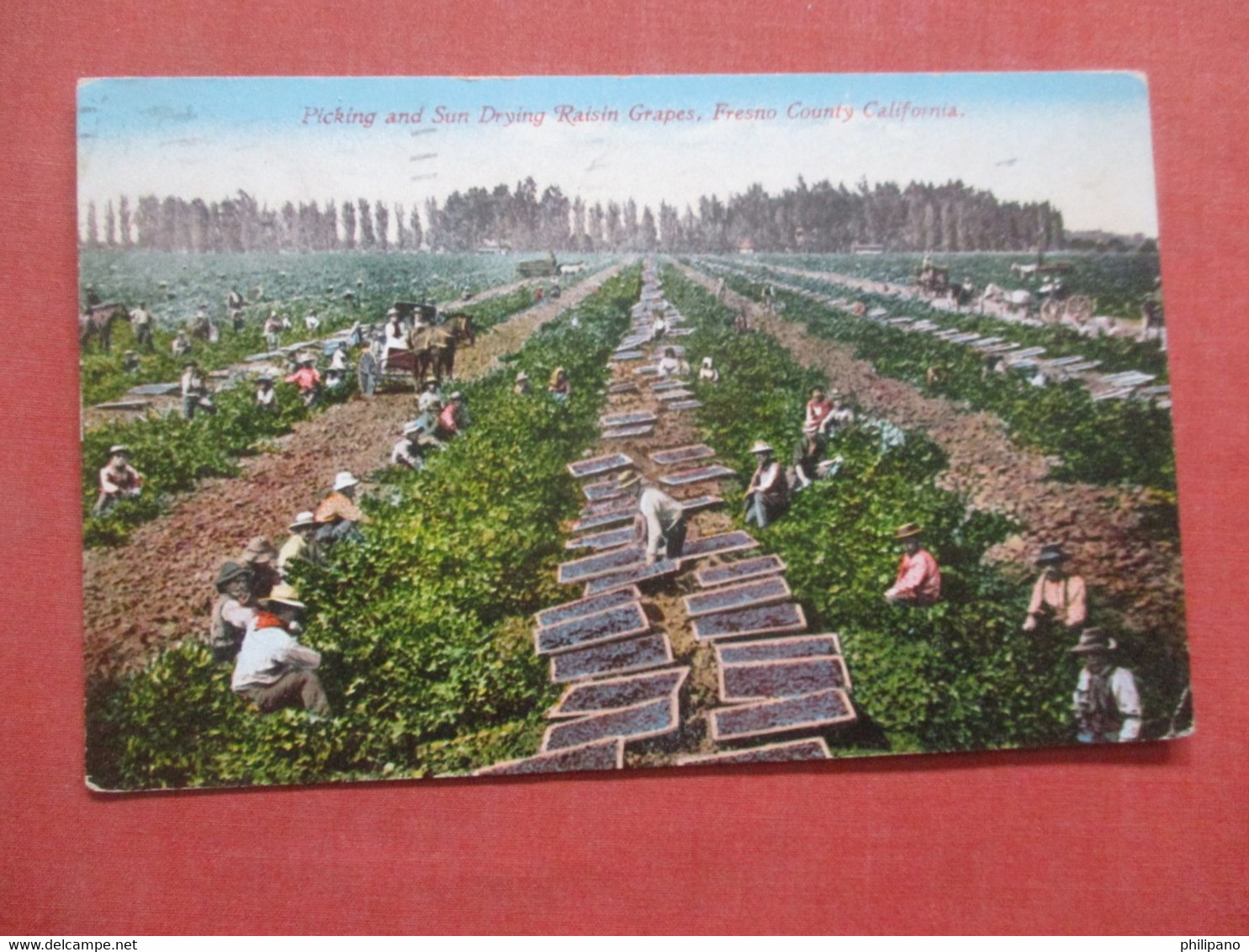 Picking & Sun Drying Raisin Grapes  California > Fresno    County    Ref  4390 - Fresno