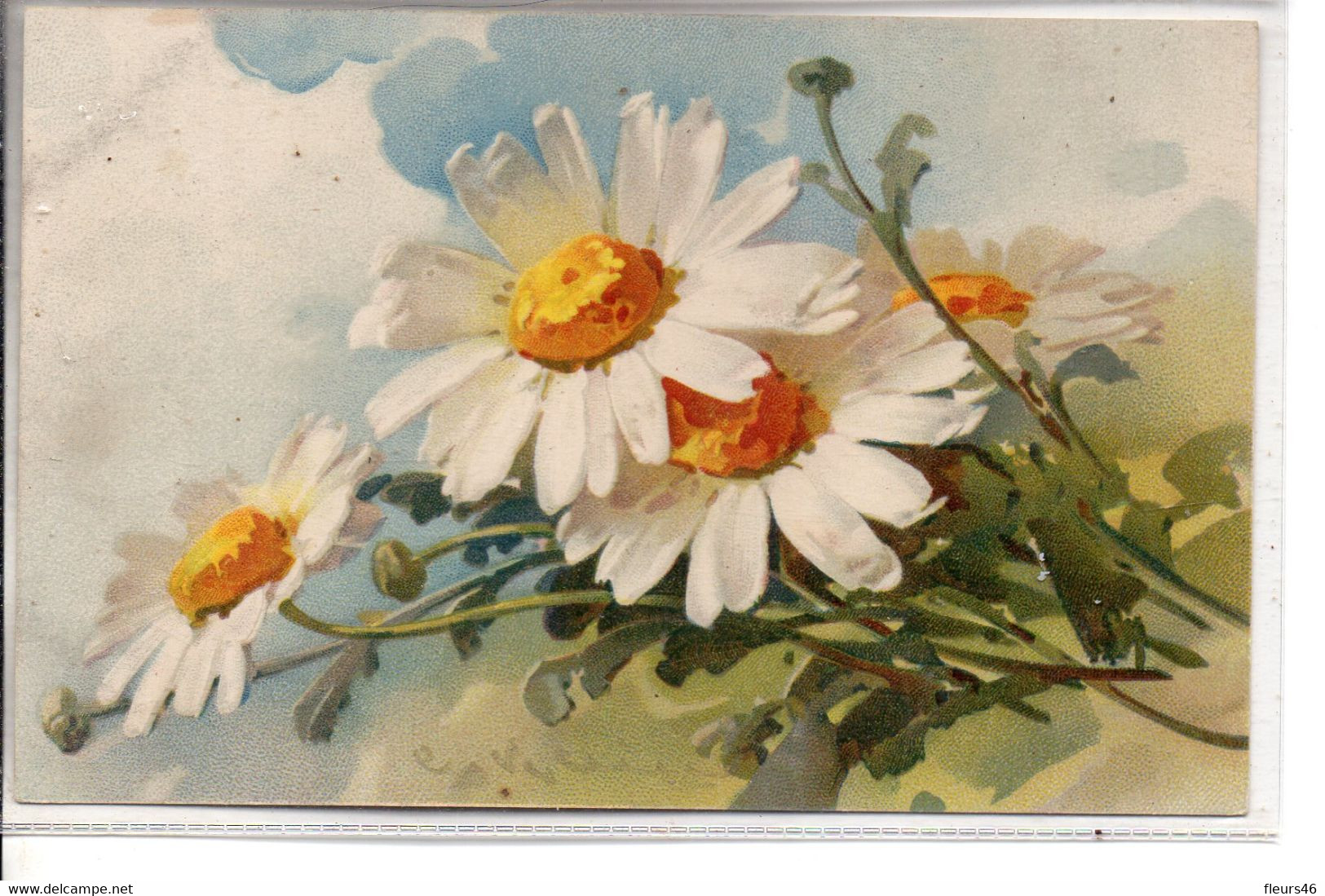 Signée C. KLEIN : Marguerites . Meissner Et Bush - Klein, Catharina