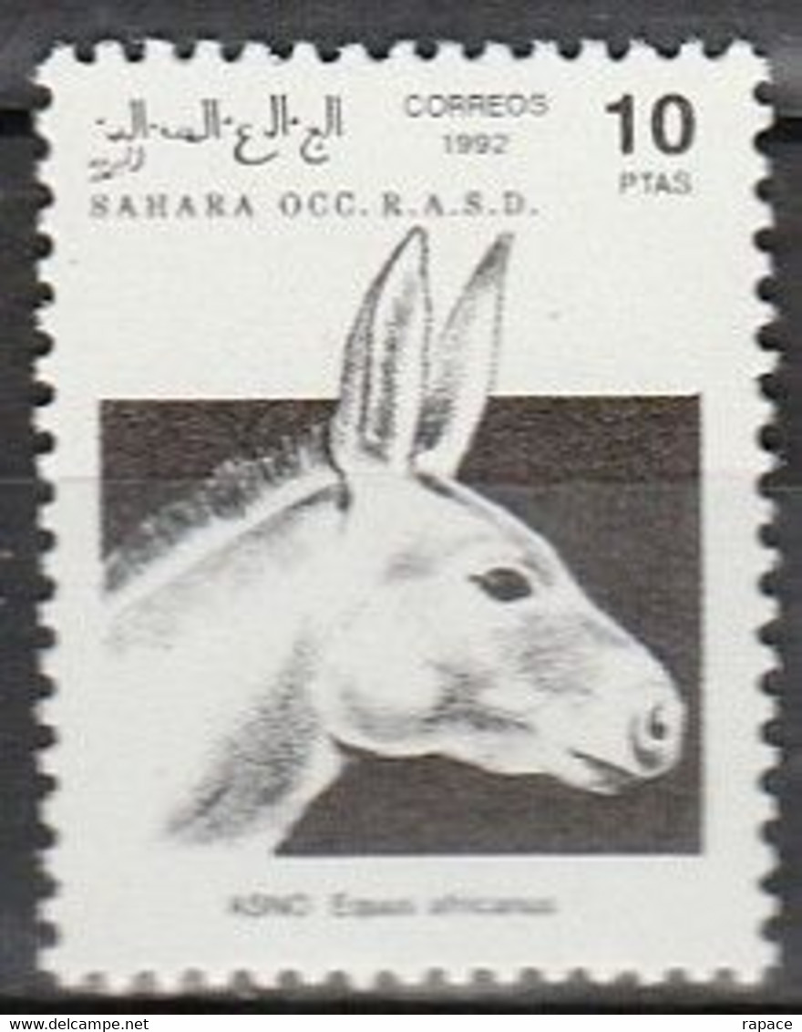 Sahara Occidentale 1992 - Donkeys