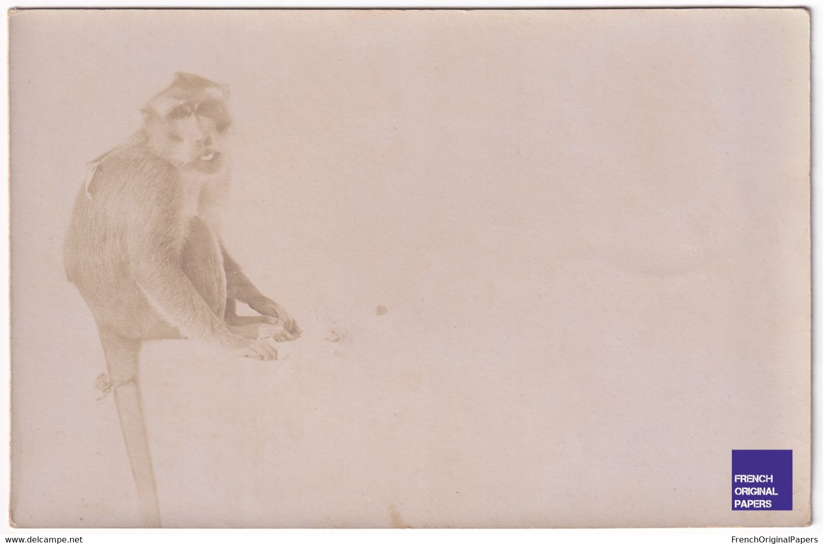 Rare Tirage Photo Original Sur Support Carte Postale - Photographie Lumière à Lyon - Portrait De Singe - Zoo 1900 D1-16 - Singes