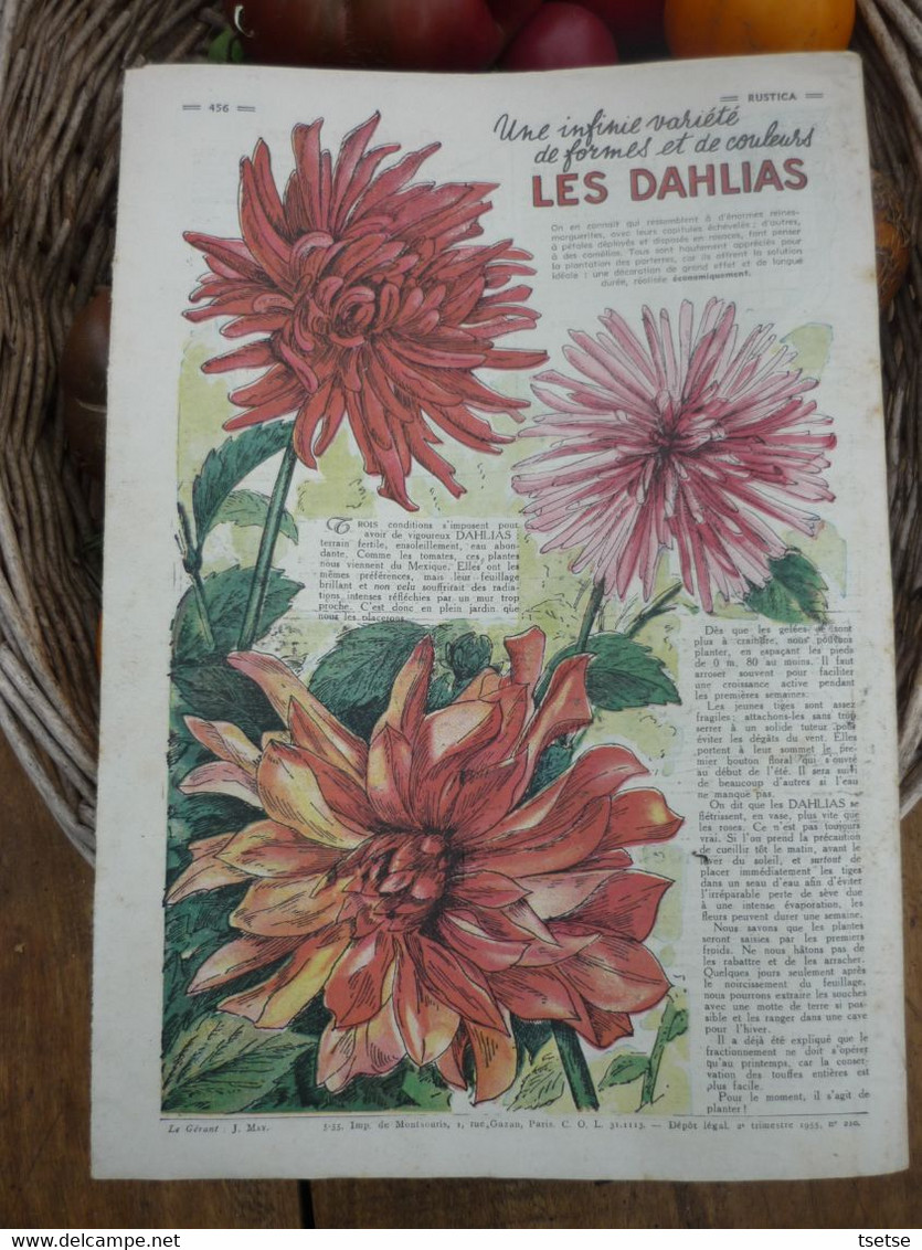 Ancienne Revue Des Campagnes " Rustica " Sur La Nature Et Le Jardinage - 8 Mai 1955 - Garden