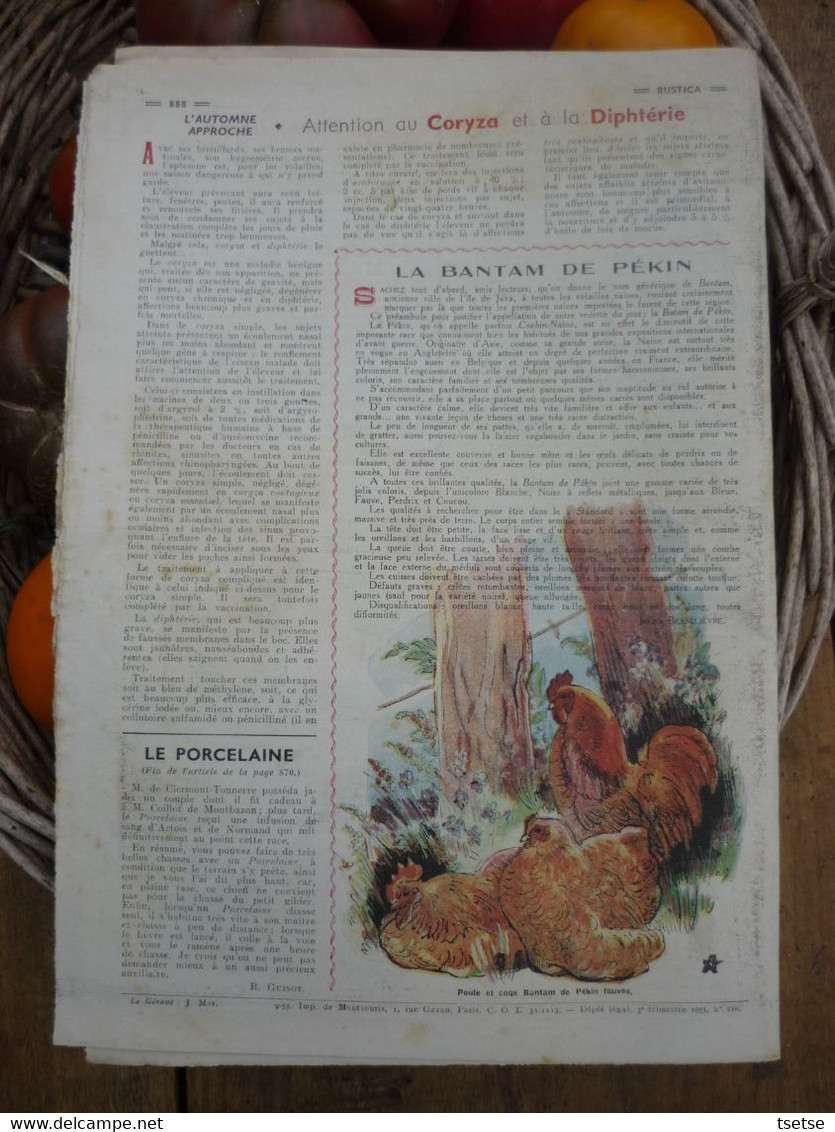 Ancienne Revue Des Campagnes " Rustica " Sur La Nature Et Le Jardinage - 11 Septembre 1955 - Giardinaggio