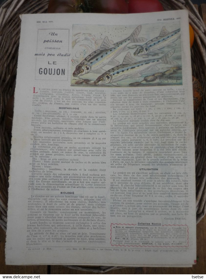 Ancienne Revue Des Campagnes " Rustica " Sur La Nature Et Le Jardinage - 18 Septembre 1955 - Jardinería