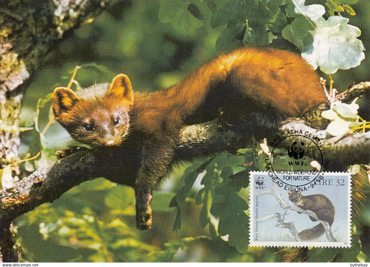 Ireland 1992 Maxicard Sc #869 32p Pine Martens WWF - Maximumkaarten