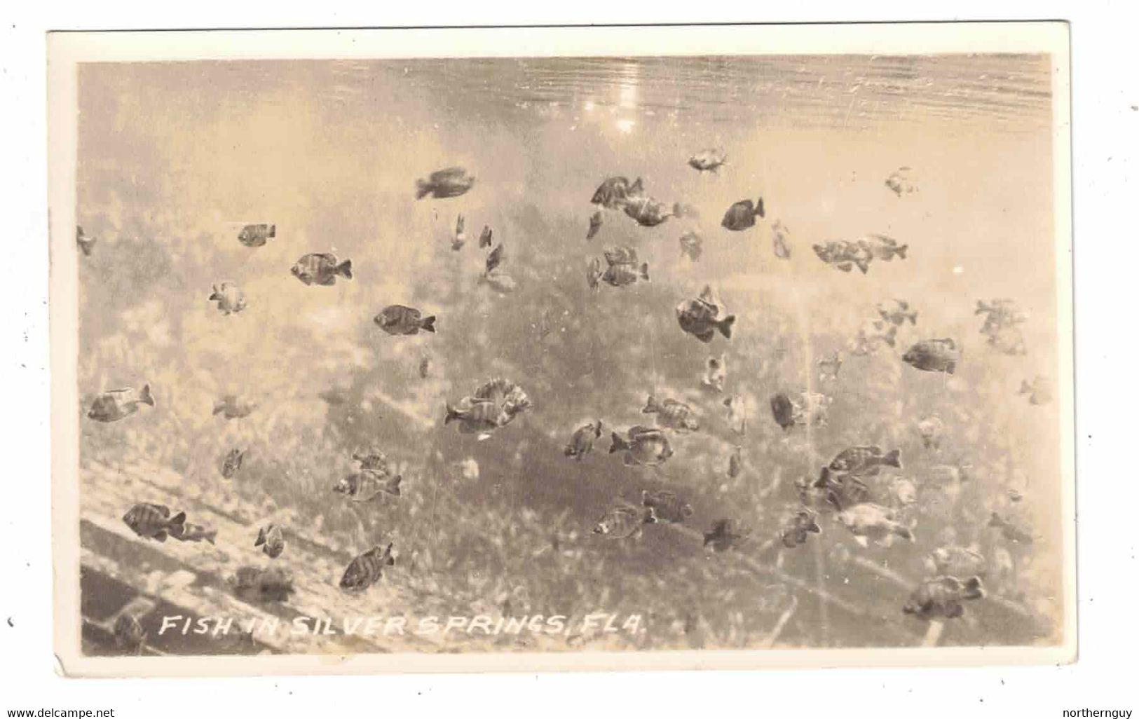 Fish In SILVER SPRINGS, Florida, B&W Real Photo Postcard - Silver Springs