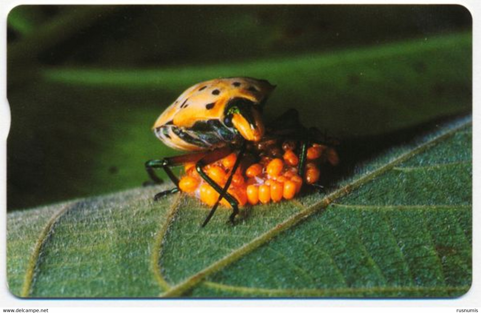 TAIWAN TAÏWAN IC 100 FAUNA INSECT BUG CHIP PHONECARD TELEPHONE CARD TELECARTE - Andere & Zonder Classificatie