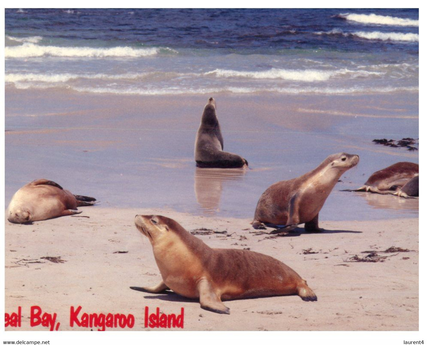 (Q 3) Australia -  SA - Kangaroo Island Seal Bay - Kangaroo Islands