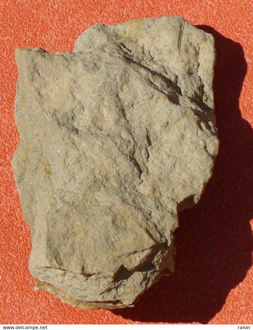Pecten Fossile Chlalys Sur Sa Gangue Néocène 50 Millions D'années, Aude - Fossils