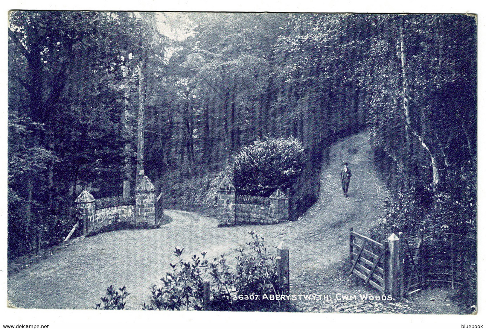 Ref 1404 - 1914 Postcard - Cwm Woods Aberystwyth - Cardiganshire Wales - Cardiganshire