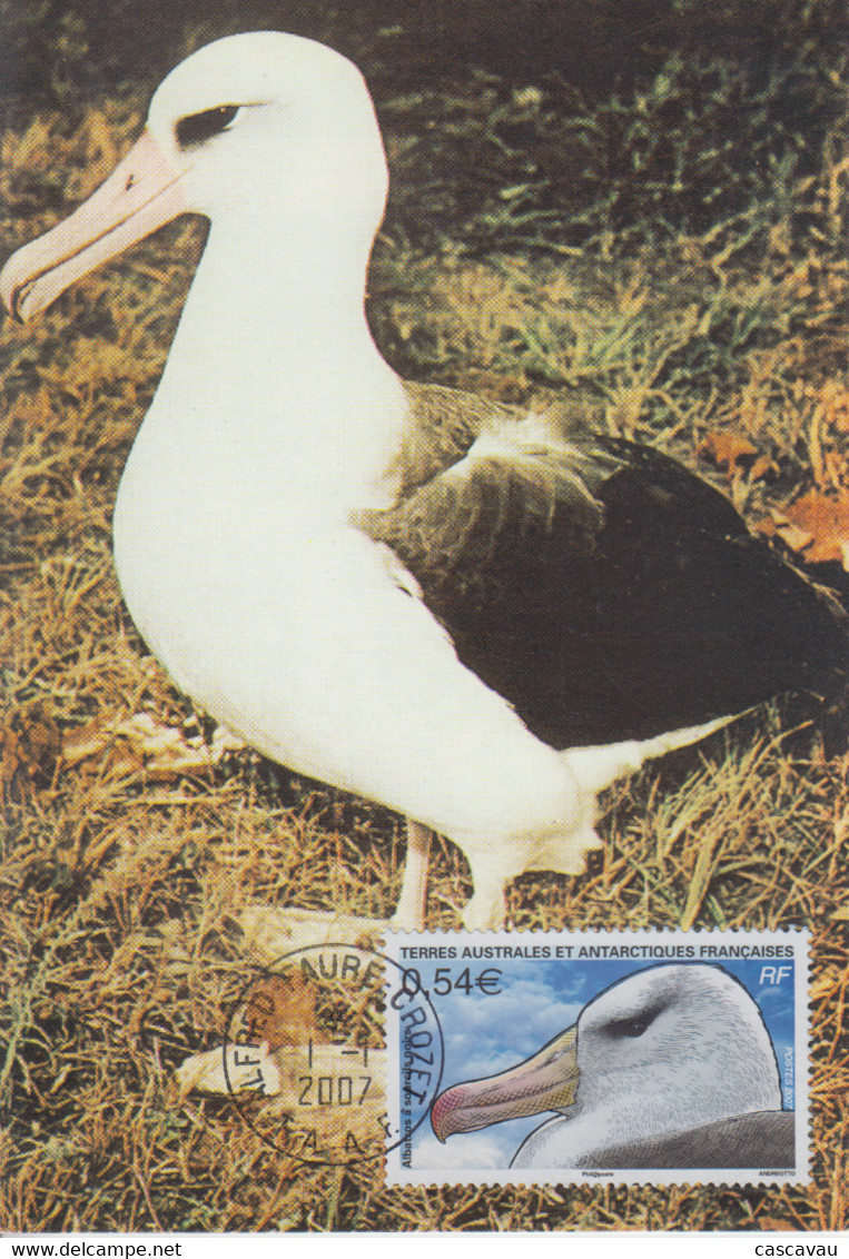 Carte  Maximum   1er  Jour    TAAF   Albatros  à  Sourcils  Noirs   2007 - Palmípedos Marinos